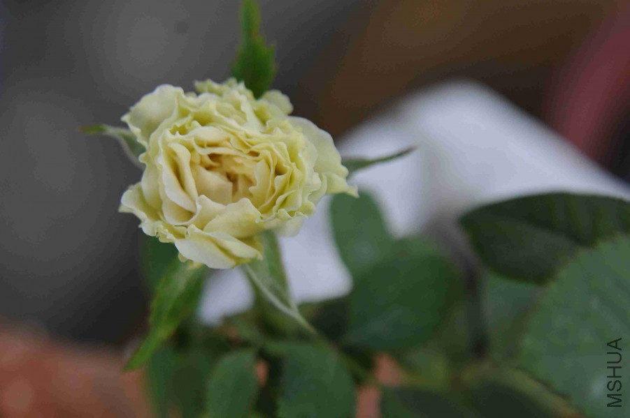 DSC_8773_����.jpg