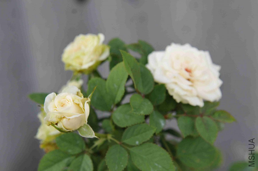 DSC_8775_����.jpg