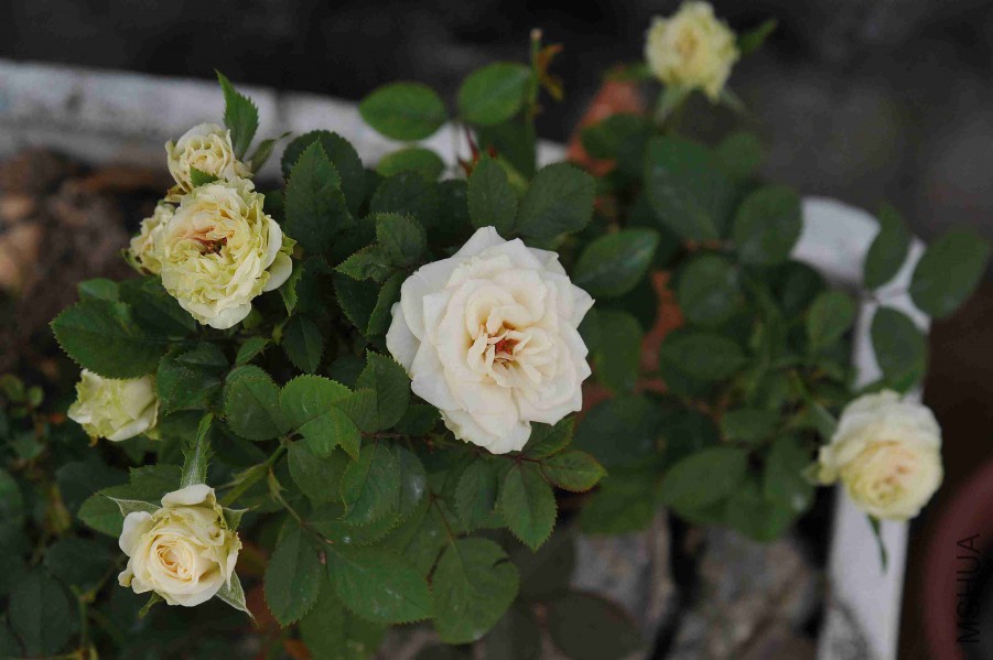 DSC_8776_����.jpg