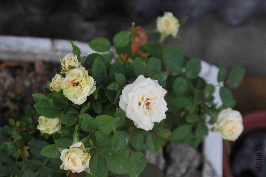 DSC_8770_����.jpg