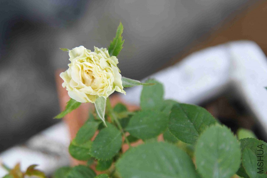 DSC_8766_����.jpg
