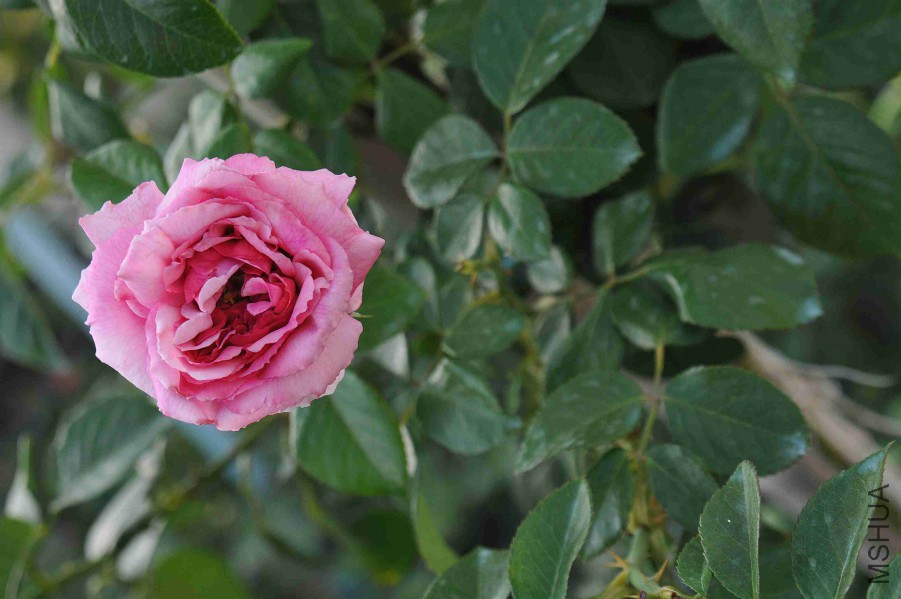 DSC_8818_����.jpg