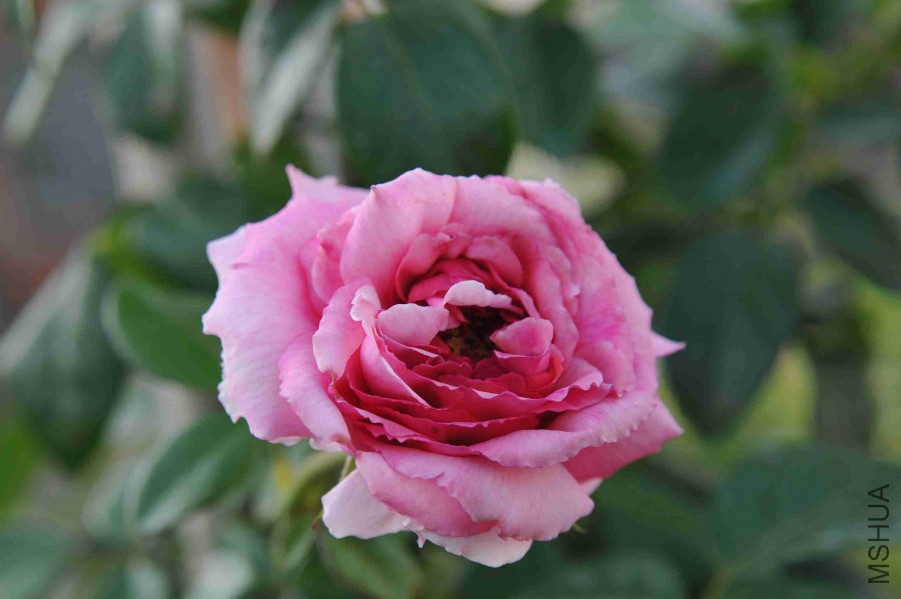 DSC_8809_����.jpg