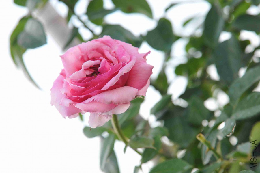 DSC_8810_����.jpg