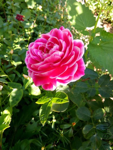 IMG_20150814_065744.jpg