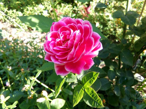 IMG_20150814_065752.jpg