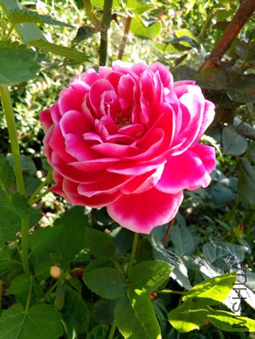 IMG_20150814_065854.jpg