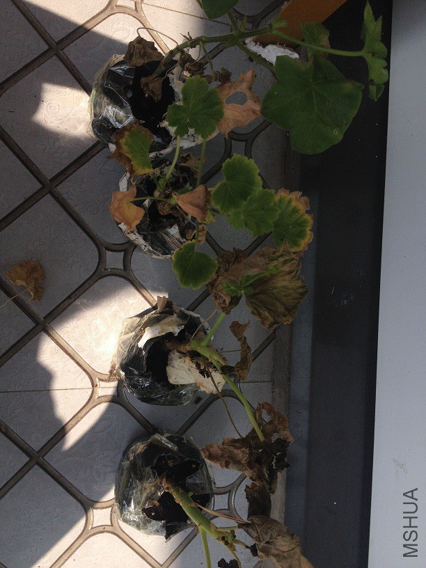 QQͼƬ20150914140603.jpg