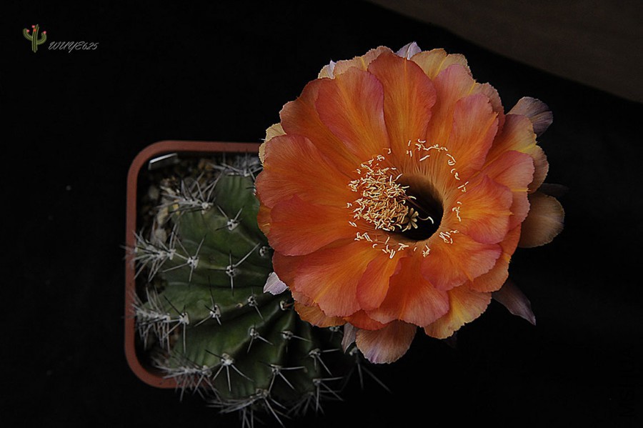 _DSC8898.JPG