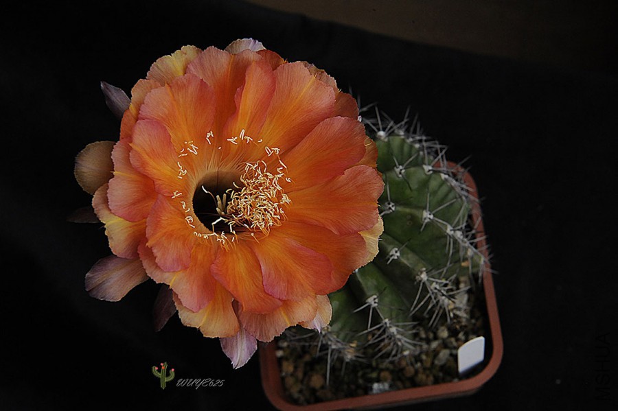 _DSC8900.JPG