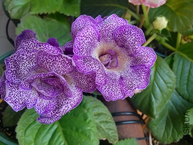 IMG_20150913_111813_HDR.jpg