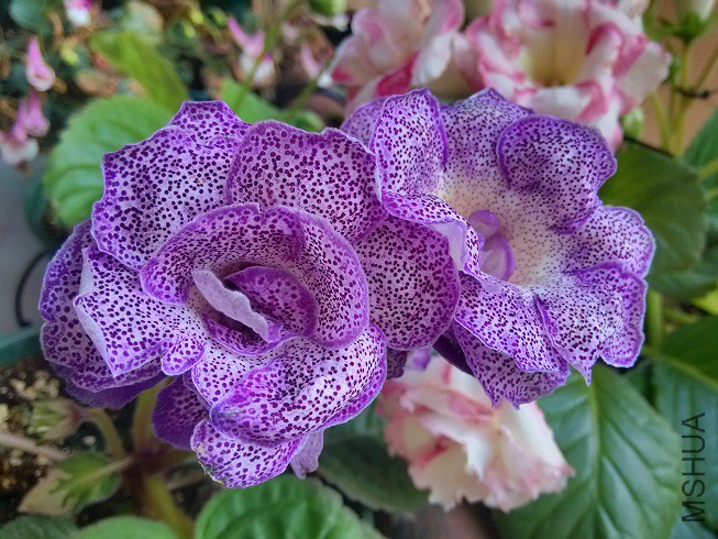 IMG_20150913_111832_HDR.jpg