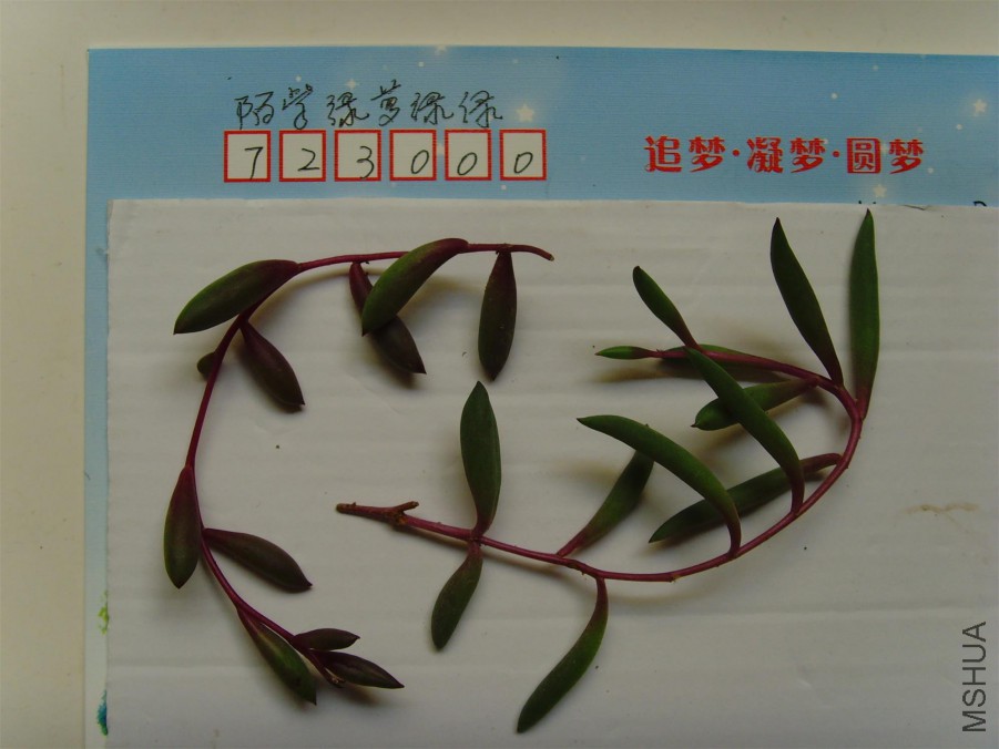 SNV39660.JPG