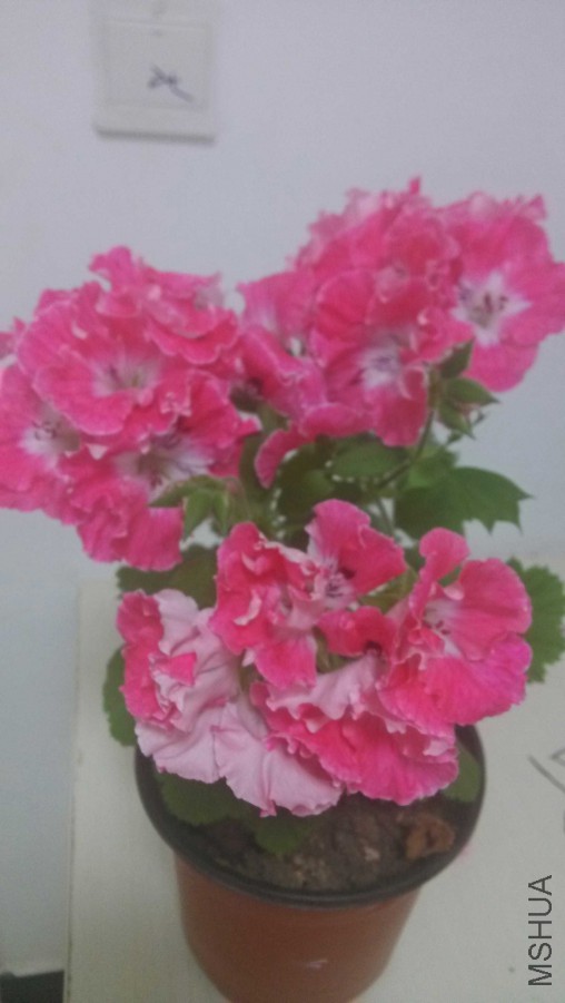 IMG_20150504_190155.jpg