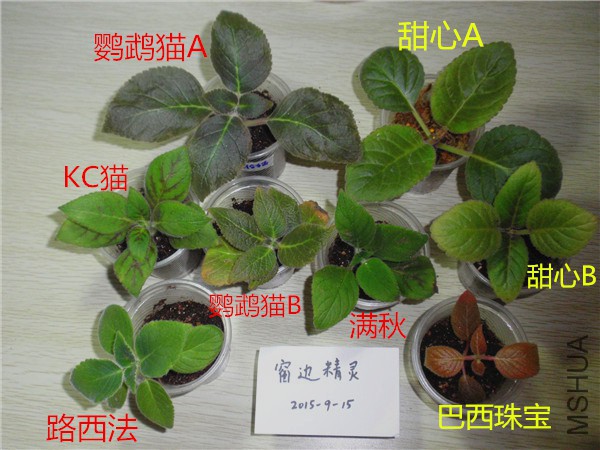 P9150002.JPG