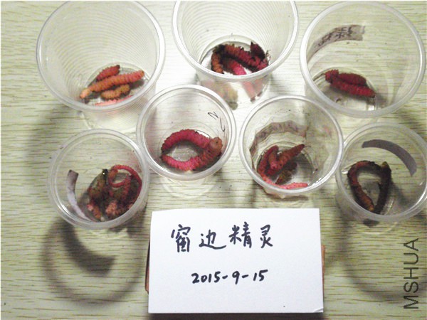 P9150006.JPG