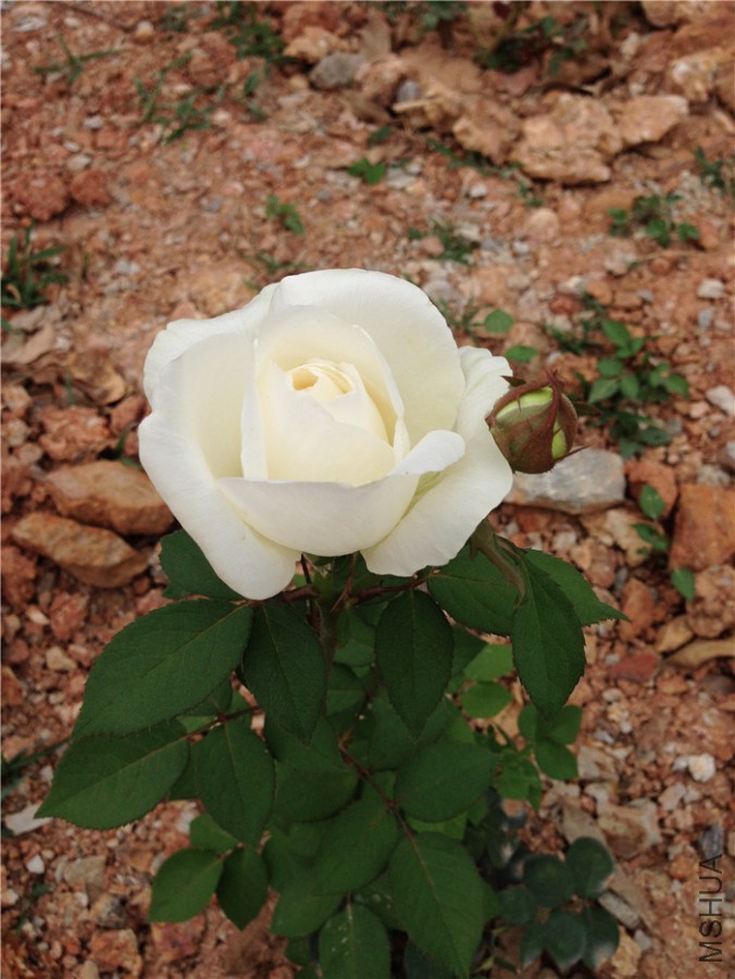 ��ܽ-����֮·1.jpg