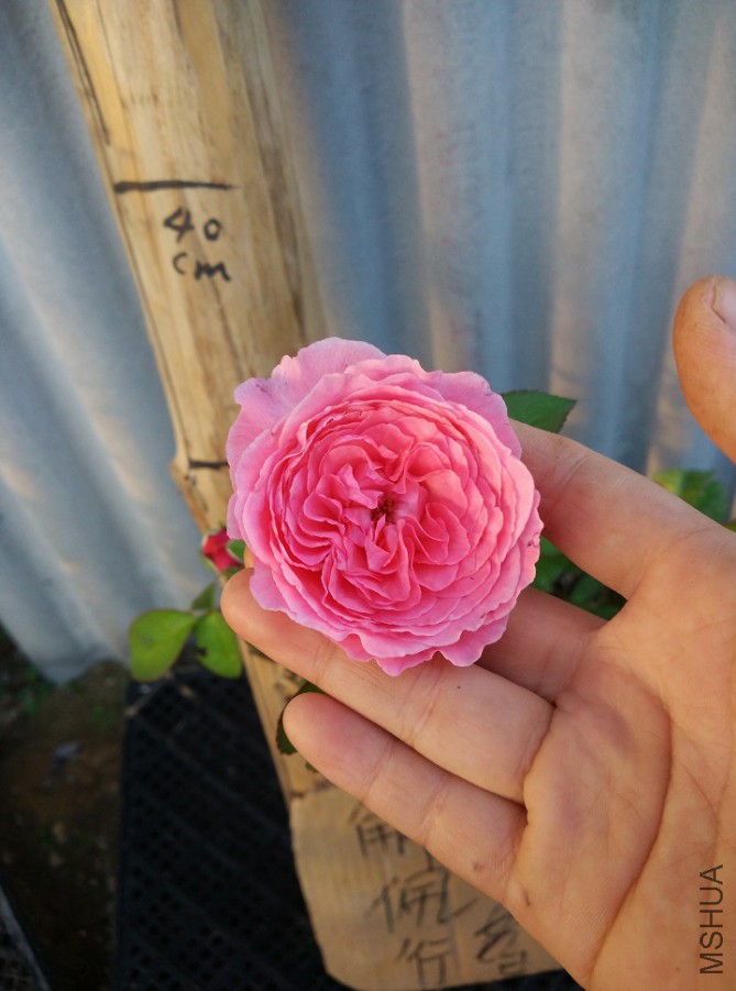 IMG_20150915_172647.jpg