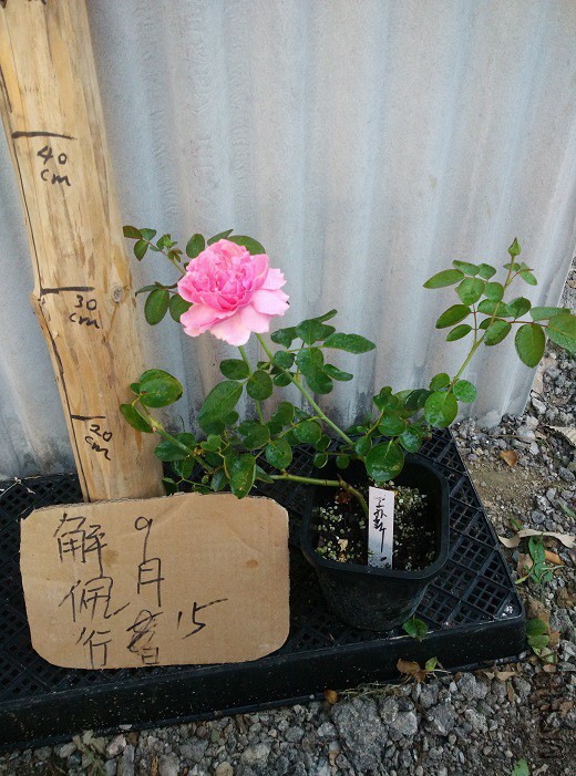 IMG_20150915_180757.jpg