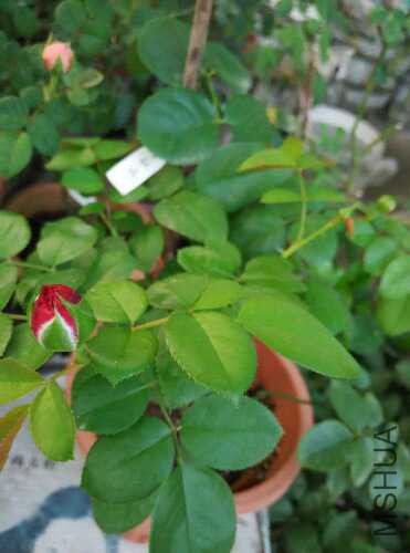 IMG_20150903_180157.jpg