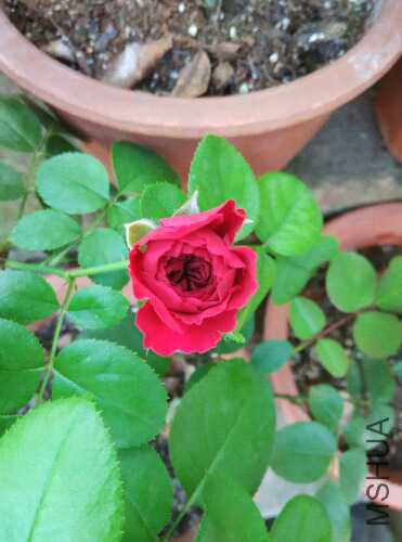 IMG_20150909_173728.jpg