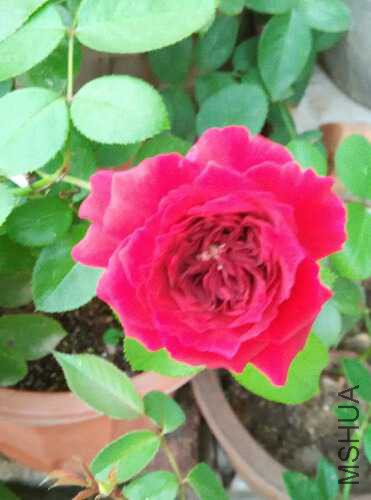 IMG_20150915_180352.jpg