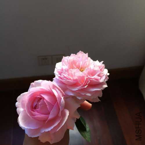 image.jpg