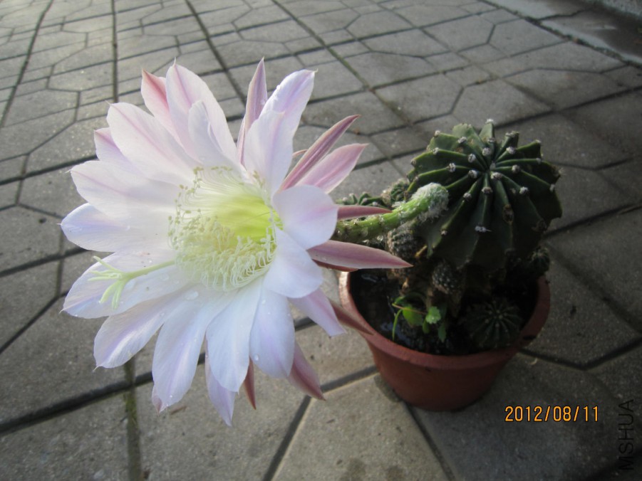 IMG_0860.JPG