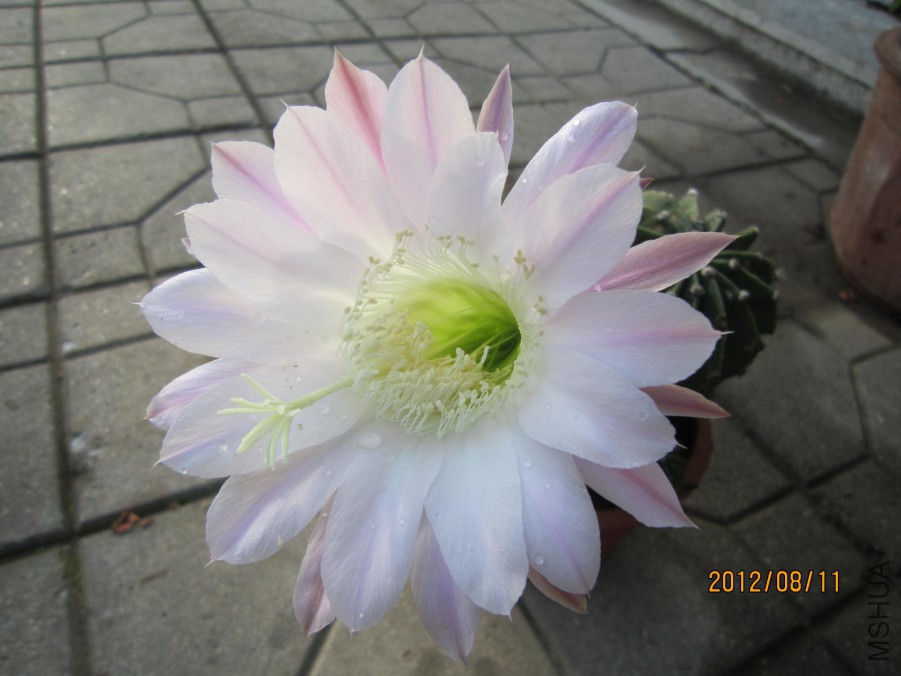 IMG_0861.JPG