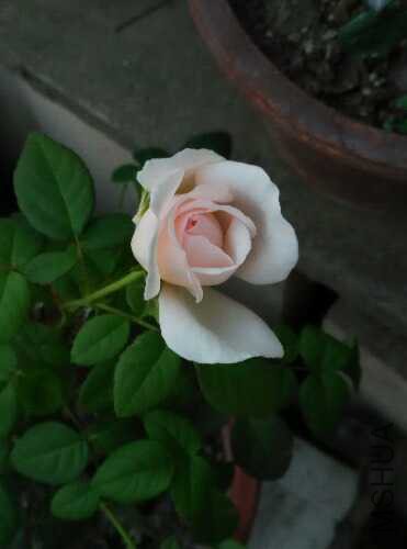 IMG_20150915_180345.jpg