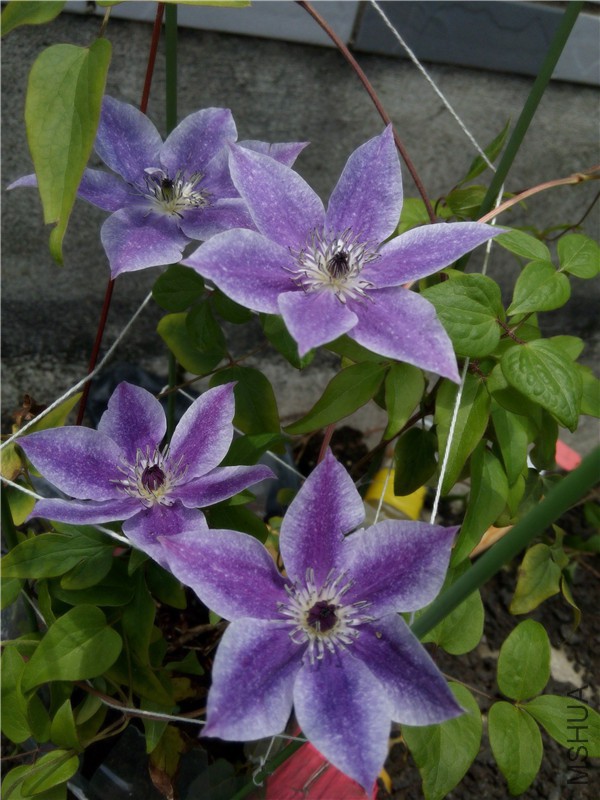 20150723130214.jpg