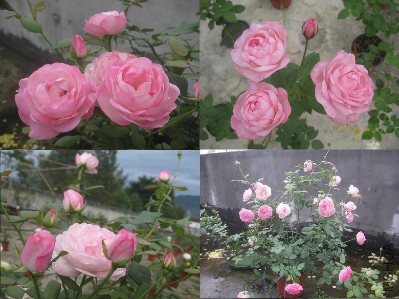 ��ݮ���ʱ�