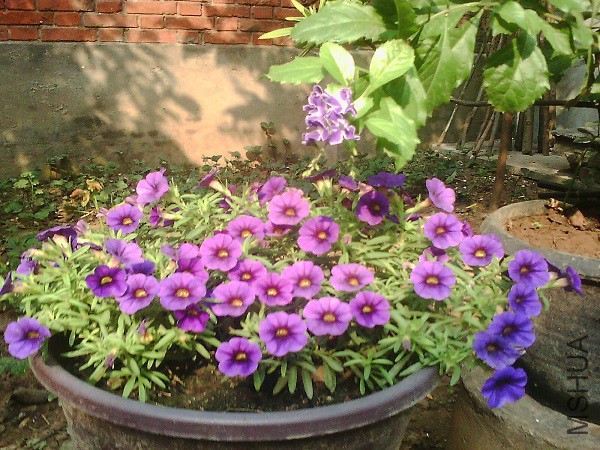 IMG0861A.jpg