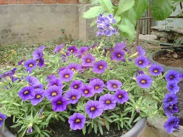 IMG0865A.jpg