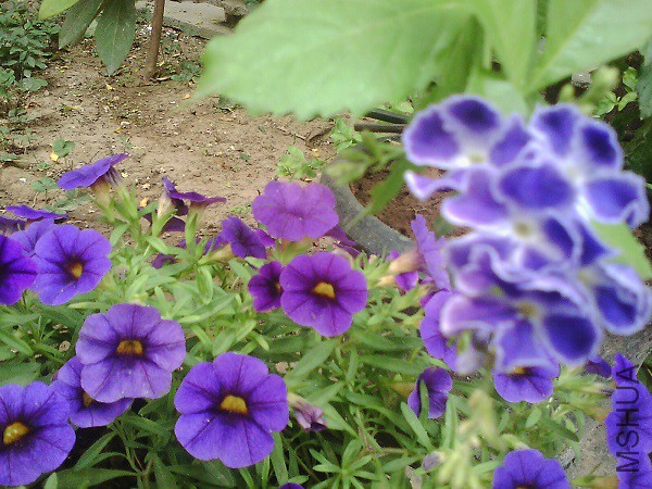 IMG0869A.jpg