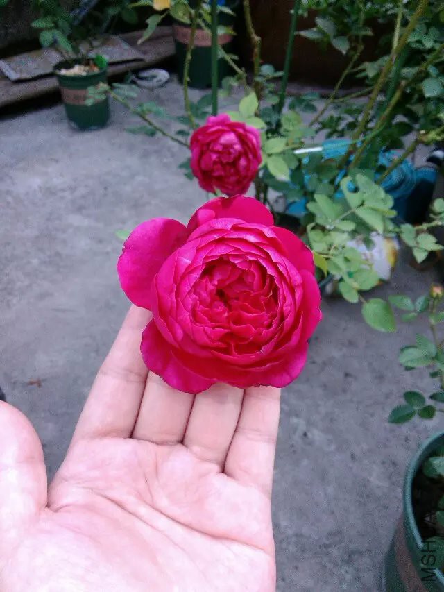 psb (39).jpg