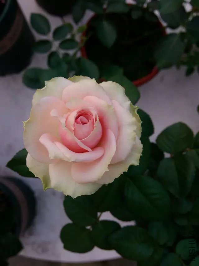 psb (2).jpg