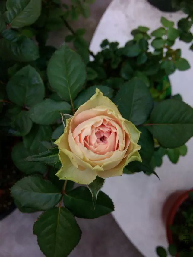 psb (13).jpg