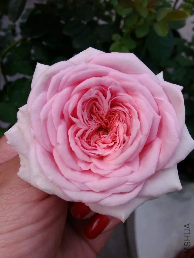psb (14).jpg