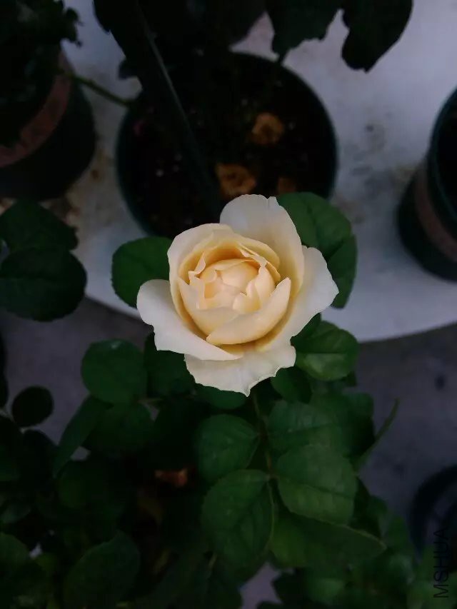 psb (20).jpg