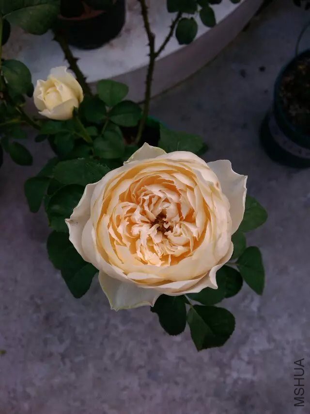 psb (21).jpg