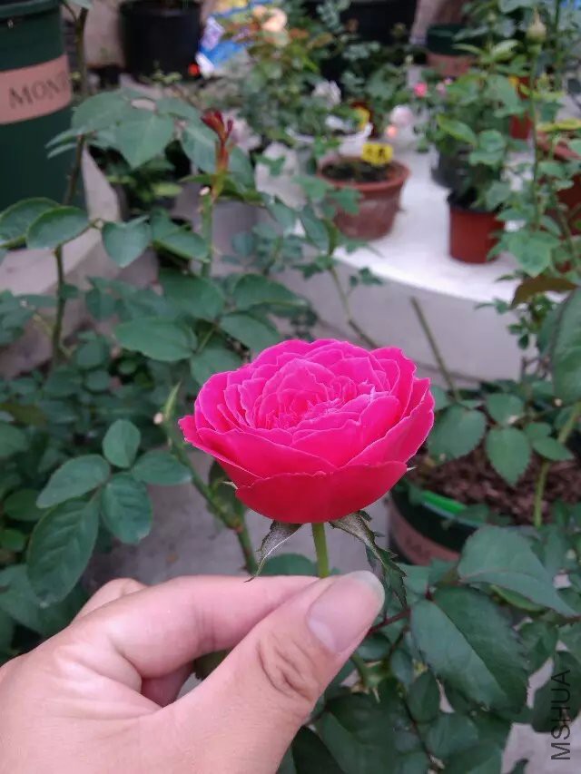 psb (23).jpg