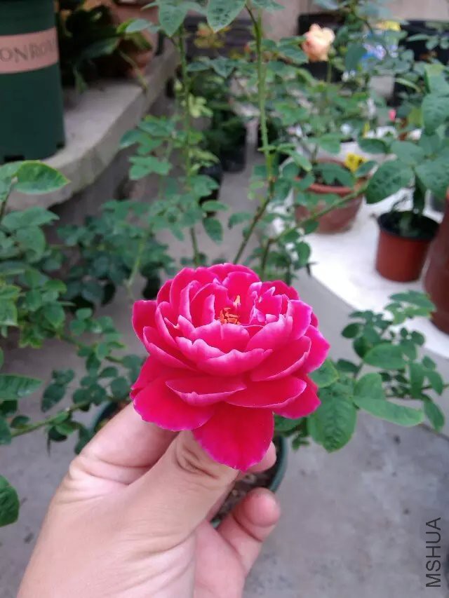 psb (26).jpg