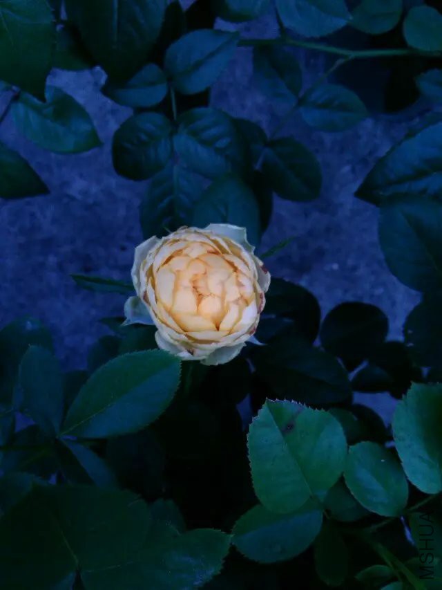 psb (37).jpg