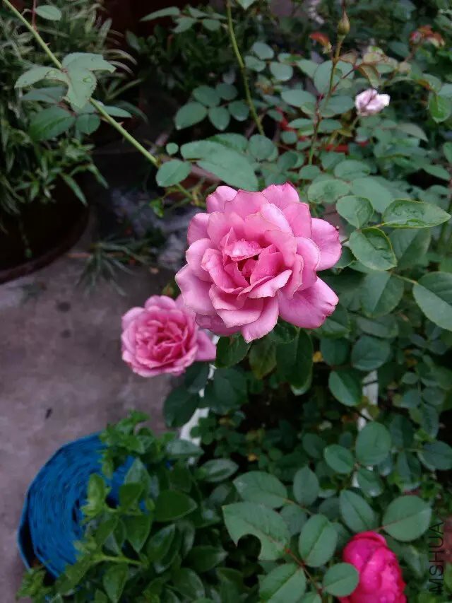 psb (50).jpg
