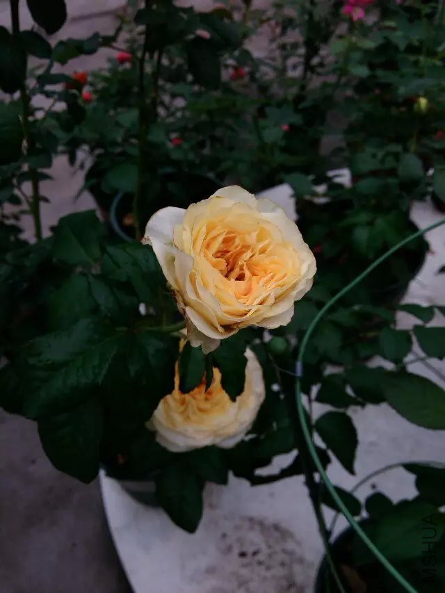 psb (58).jpg