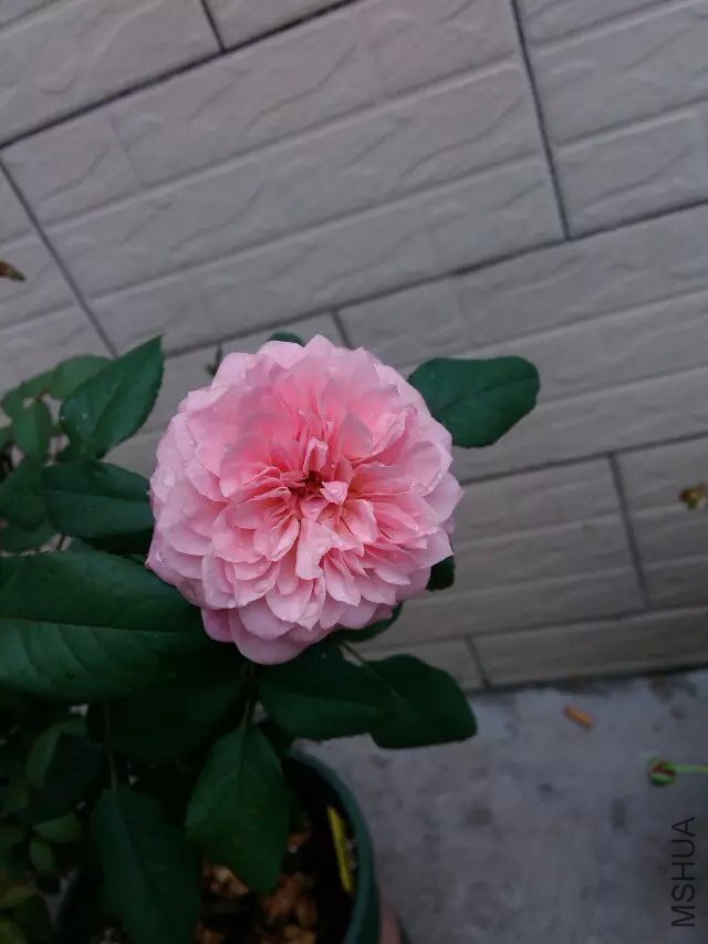 psb (69).jpg