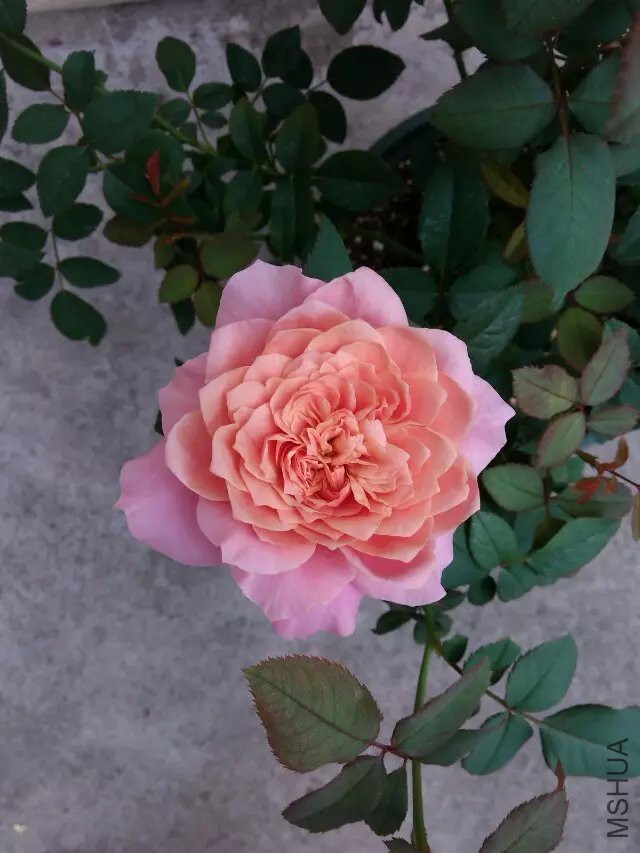 psb (72).jpg