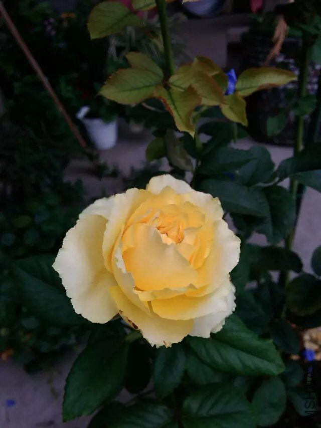 psb (73).jpg