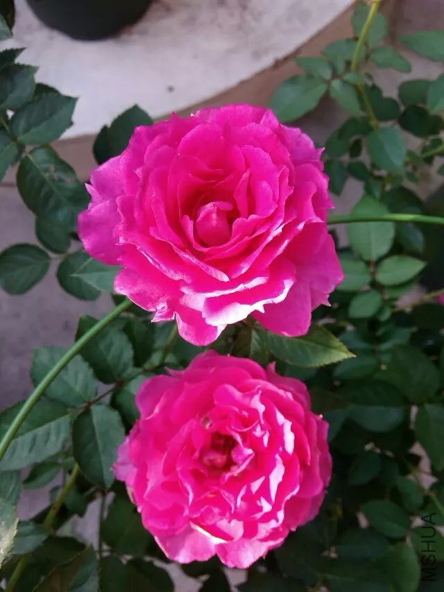 psb (83).jpg